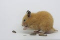 A Syrian hamster Mesocricetus auratus is eating sunflower seeds. Royalty Free Stock Photo