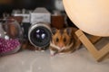 Syrian hamster Mesocricetus auratus. Golden hamster posing on the cozy soft warm background Royalty Free Stock Photo