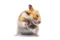 Syrian hamster Mesocricetus auratus isolated on a white background Royalty Free Stock Photo