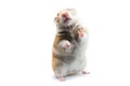 Syrian hamster Mesocricetus auratus isolated on a white background Royalty Free Stock Photo