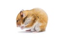 Syrian hamster Mesocricetus auratus isolated on a white background Royalty Free Stock Photo