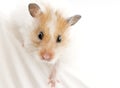 Syrian hamster portrait close-up Royalty Free Stock Photo