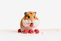 Syrian hamster with raspberry