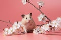 Syrian Hamster sits among cherry blossoms on a pink background. Spring portrait of a cute pet.Happy rodent among flowers