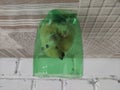 Syrian hamster sits in a cut off green plastic bottle Royalty Free Stock Photo