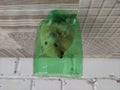 Syrian hamster sits in a cut off green plastic bottle Royalty Free Stock Photo