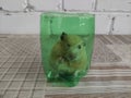 Syrian hamster sits in a cut off green plastic bottle Royalty Free Stock Photo