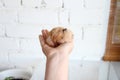 Syrian hamster sleeping on a female hand Royalty Free Stock Photo