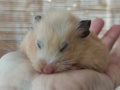 Syrian hamster sleeping in hand Royalty Free Stock Photo
