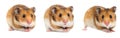 Syrian hamster Royalty Free Stock Photo