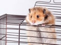 Syrian Hamster trying to escape from the cage