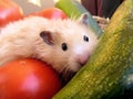 Syrian hamster among vegetables