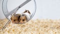 Syrian hamsters are sitting on a wheel. Close-up. Muzzles of red hamsters. Pet