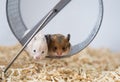 Syrian hamsters are sitting on a wheel. The offspring of mice. Pets.