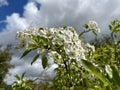 Syrian pear blossom (lat.- Pyrus syriaca Royalty Free Stock Photo