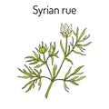 Syrian rue Peganum harmala , medicinal plant