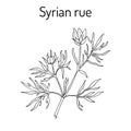 Syrian rue Peganum harmala , medicinal plant