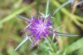Syrian thistle Notobasis Syriaca flowerhead in bloom Royalty Free Stock Photo