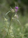 Syrian Thistle Royalty Free Stock Photo
