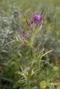 Syrian Thistle Royalty Free Stock Photo