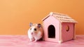 Syrian white ginger hamster on pink orange background in wooden small decorative house for rodents copy space pet love and care