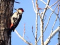 Syrian Woodpecker Dendrocopos syriacus, adult male, perching on a tree in a bright January day