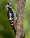 Syrian woodpecker (Dendrocopos syriacus)