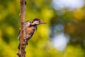 Syrian woodpecker or Dendrocopos syriacus close