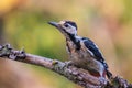 Syrian woodpecker or Dendrocopos syriacus close