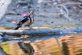 Syrian woodpecker or Dendrocopos syriacus close