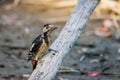 Syrian woodpecker or Dendrocopos syriacus close