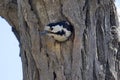 Syrian Woodpecker Dendrocopos syriacus