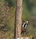 Syrian Woodpecker Dendrocopos syriacus
