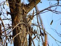 Syrian woodpecker Dendrocopos syriacus , male, perching on a tree in a bright December day