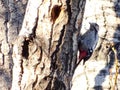 Syrian woodpecker Dendrocopos syriacus , male, perching on a tree in a bright December day