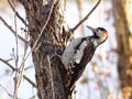 Syrian woodpecker Dendrocopos syriacus , male, perching on a tree in a bright December day