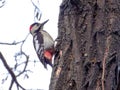 Syrian woodpecker Dendrocopos syriacus perching on a tree, searching for food