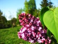 Syringa