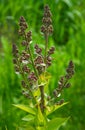 Syringa flower buds