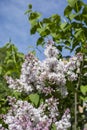 Syringa flower lilac blossom natrual blooming flower light lilac color