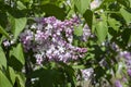 Syringa flower lilac blossom natrual color background Royalty Free Stock Photo