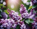 Syringa flowering woody plants in the olive family or Oleaceae called lilac. The flowers grow in large panicles and have