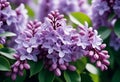 Syringa flowering woody plants in the olive family or Oleaceae called lilac. The flowers grow in large panicles and have