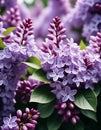 Syringa flowering woody plants in the olive family or Oleaceae called lilac. The flowers grow in large panicles and have