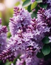 Syringa flowering woody plants in the olive family or Oleaceae called lilac. The flowers grow in large panicles and have