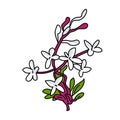 Syringa flowers illustration vector isolated