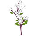 Syringa flowers illustration vector isolated