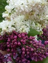 Syringa Royalty Free Stock Photo