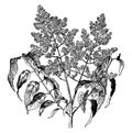 Syringa Japonica vintage illustration