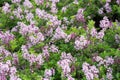 Syringa josikaea, hungarian lilac selective focus